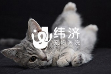 東莞定制小程序開發(fā)公司